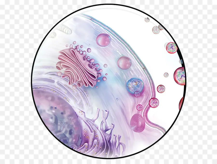 Exosome，خلية PNG