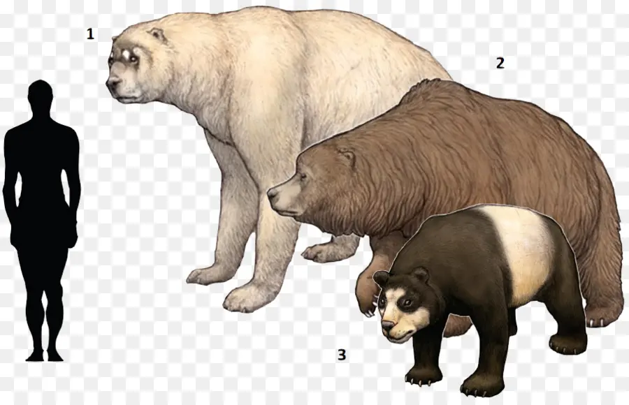 الدب القطبي，كهف الدب PNG