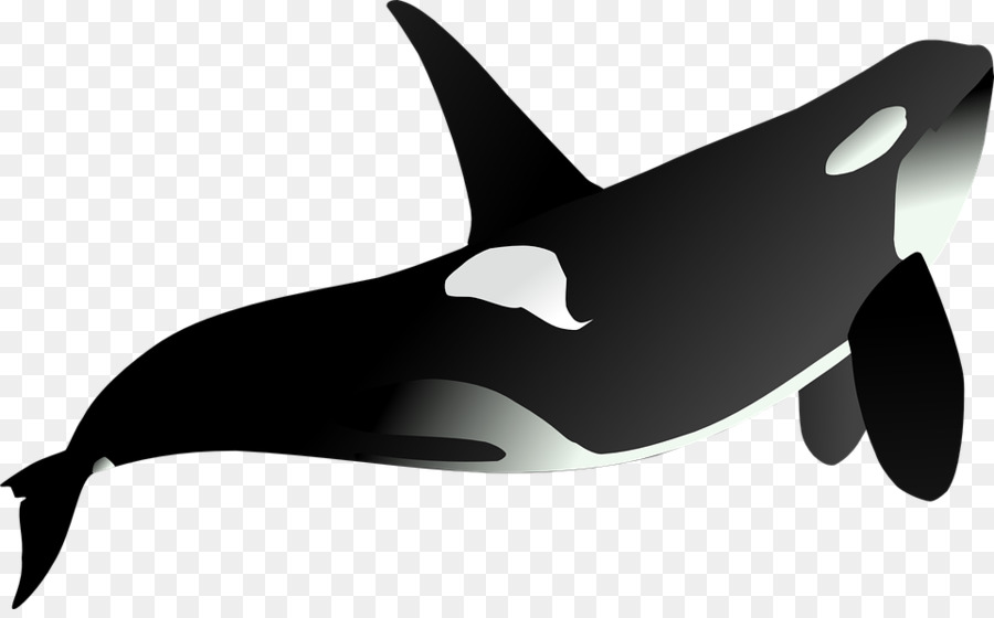 سمك القرش，الحوت القاتل PNG