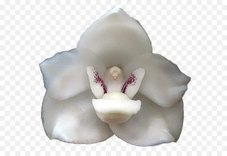 Peristeria Elata，زهرة PNG