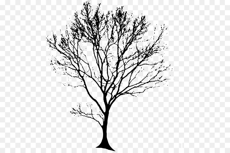 الرسم شجرة البلوط صورة بابوا نيو غينيا