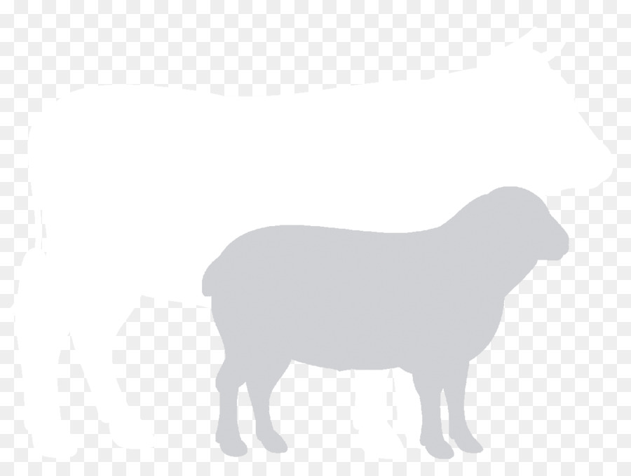 غنم，ماشية PNG