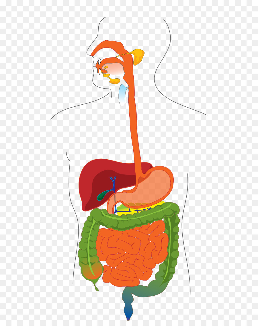 الهضمي, الجهاز الهضمي في الإنسان, الرسم البياني صورة بابوا نيو غينيا