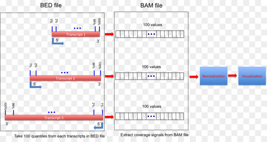 Rnaseq，النوكليوتيدات PNG