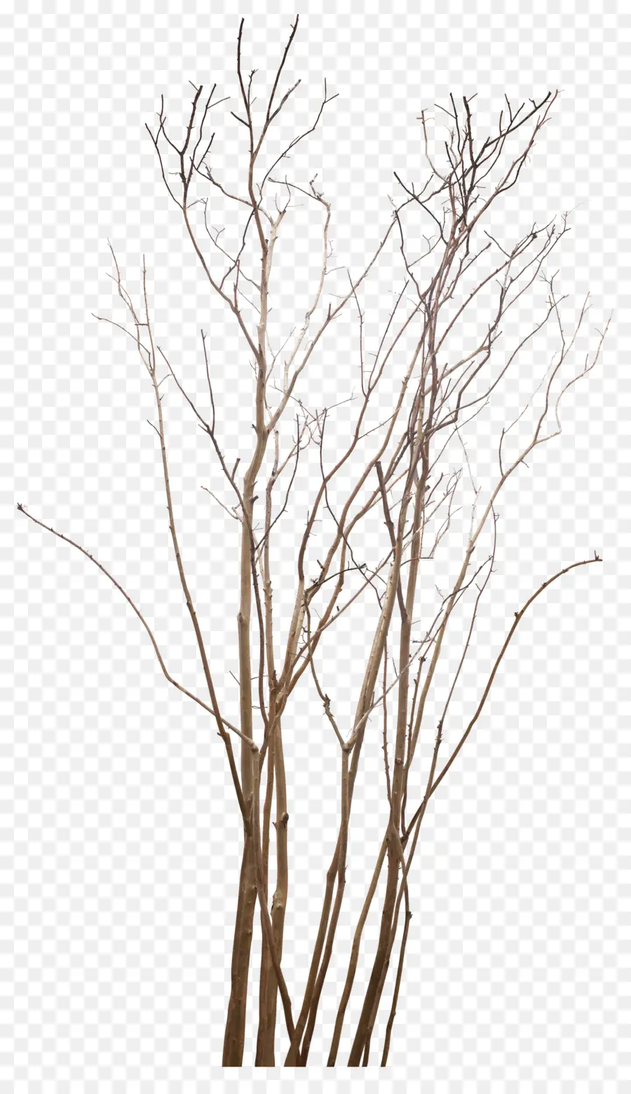 غصين，شجرة PNG