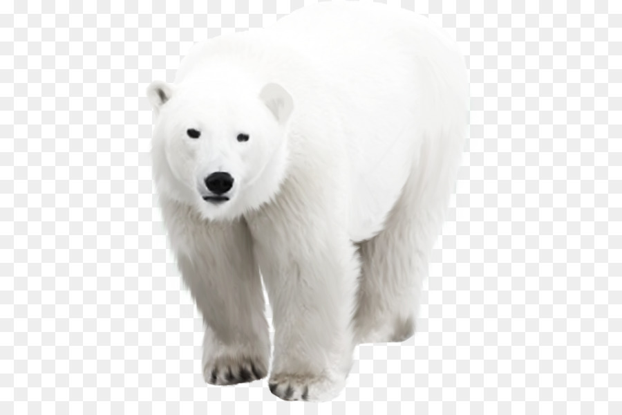 الدب القطبي, الدب, القطب الشمالي صورة بابوا نيو غينيا