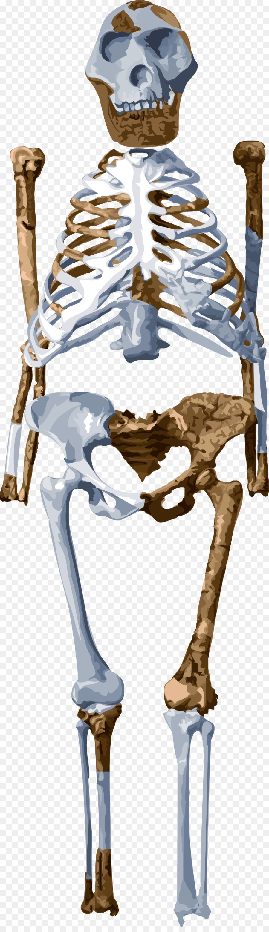 الهيكل العظمي，لوسي PNG