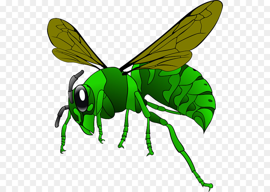الدبور الأخضر，النحل PNG