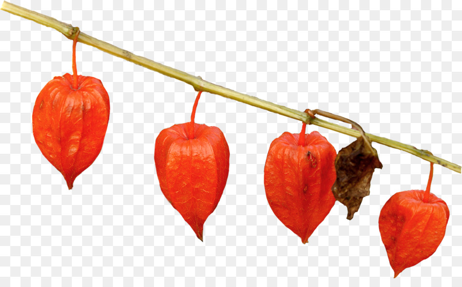 بيرو Groundcherry，الصور مع PNG