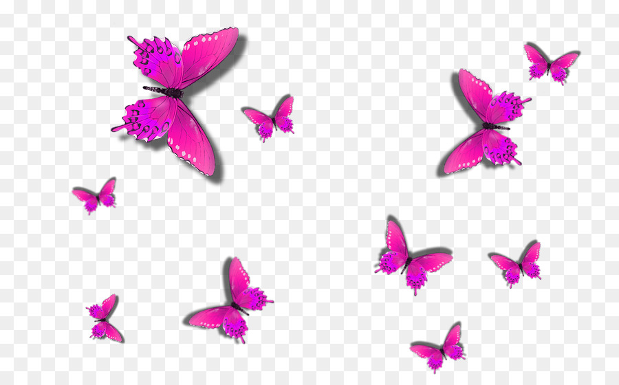 فراشة，Papilio Ulysses PNG