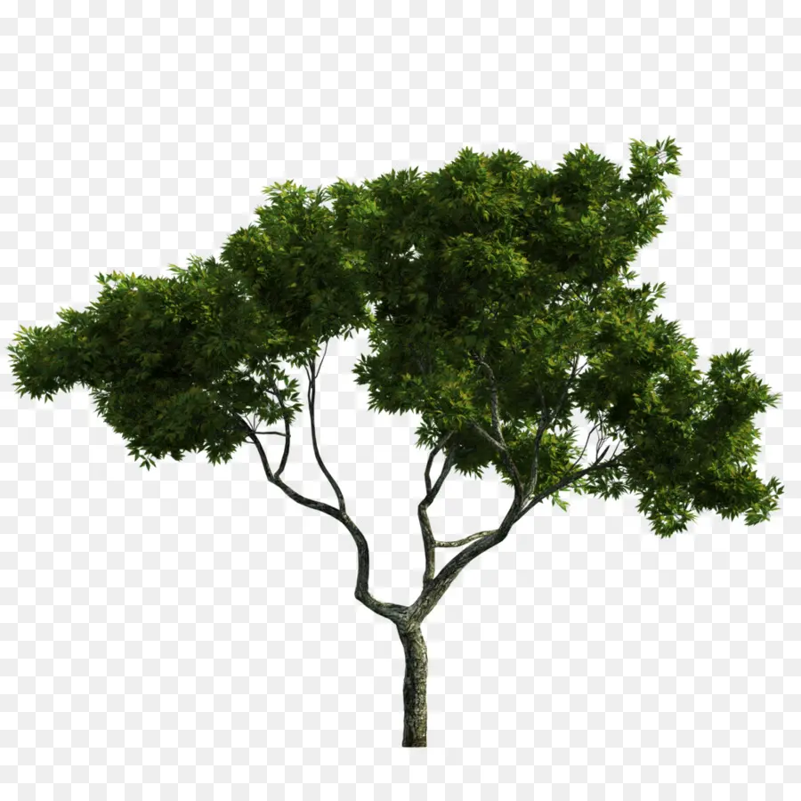 شجرة，الجذع PNG