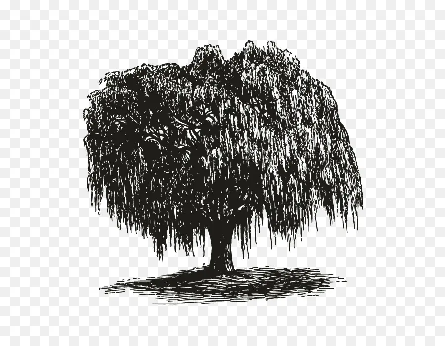 الصفصاف الباكية，شجرة PNG
