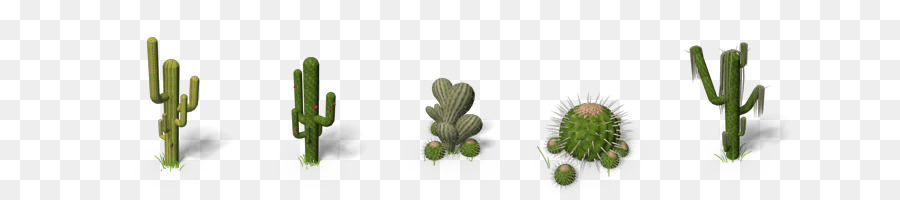 Cactaceae，ساجوارو PNG