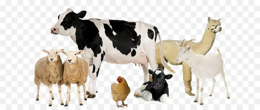 الأبقار الفريزيان هولشتاين，الحليب PNG