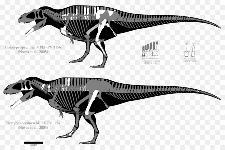 Tyrannosaurus，Carcharodontosaurus PNG
