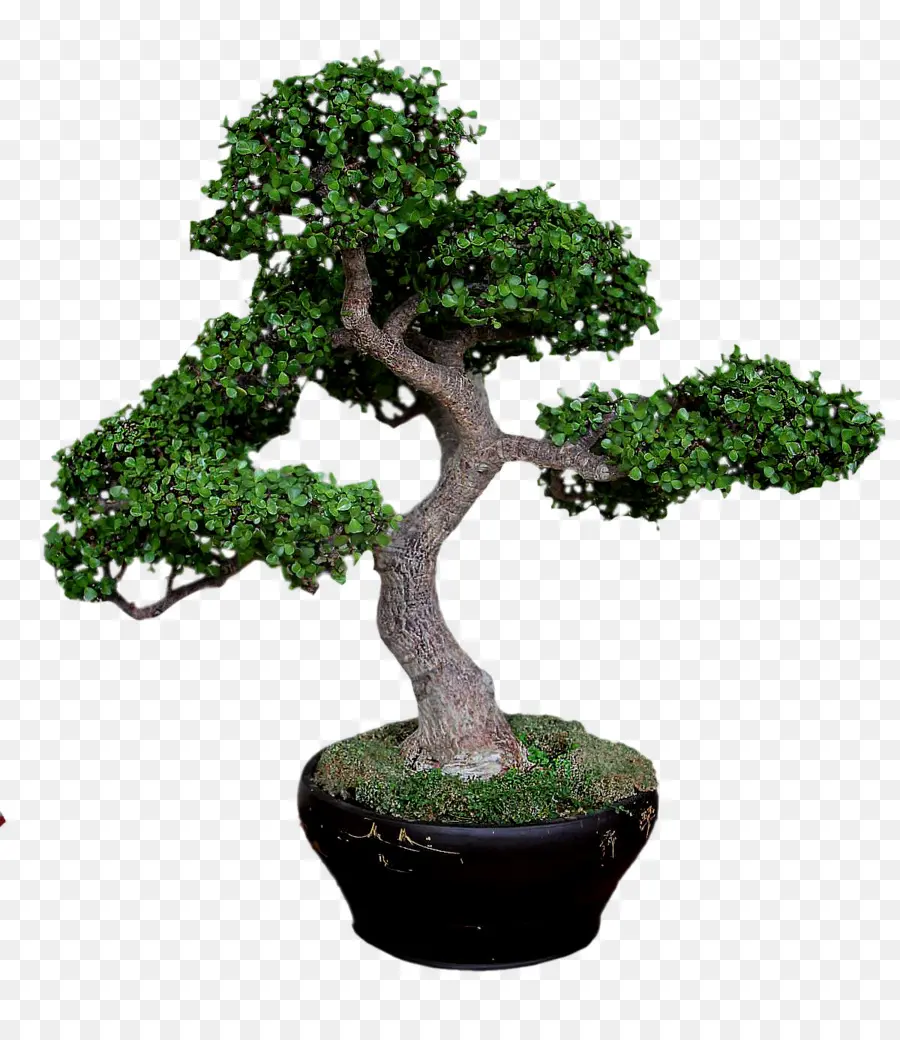Sageretia Theezans，شجرة PNG