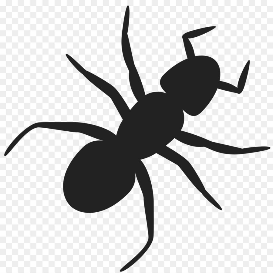 النمل，تحميل PNG
