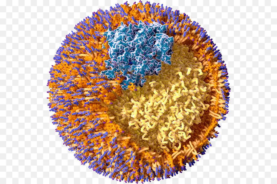 Lowdensity البروتين الدهني，Highdensity البروتين الدهني PNG