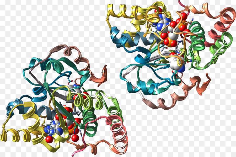 Sulfotransferase，ناقل PNG