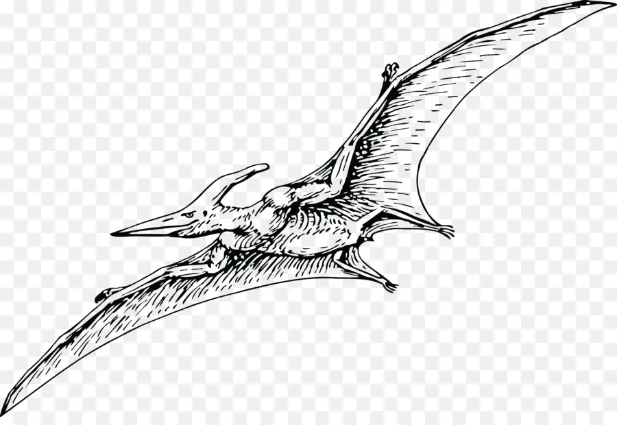 Pterodactyls，Pteranodon PNG