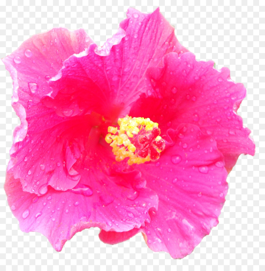 قرنفل，الزهور الوردية PNG