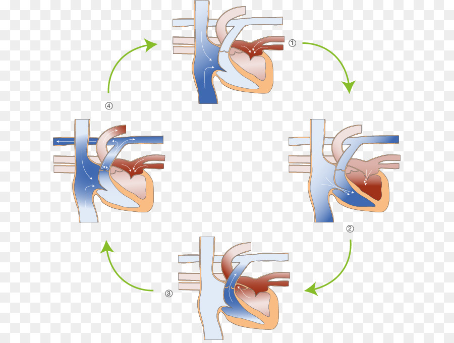 Physiologie De Herzens，القلب PNG