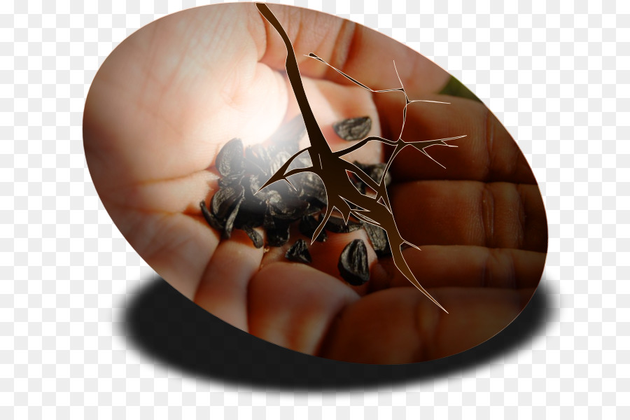 الحشرات，الآفات PNG
