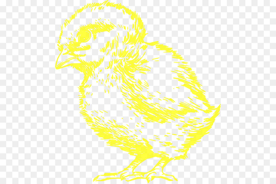 الدجاج，الطيور PNG