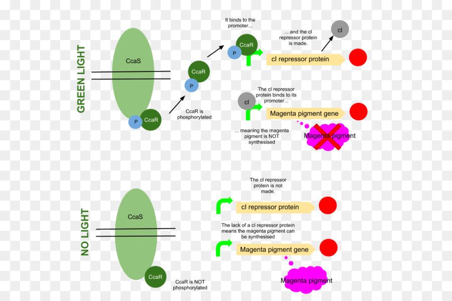 الدولية المعدلة وراثيا آلة，E Coli PNG