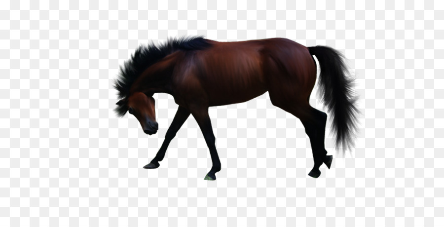 مهر，حصان الطلاء الأمريكي PNG
