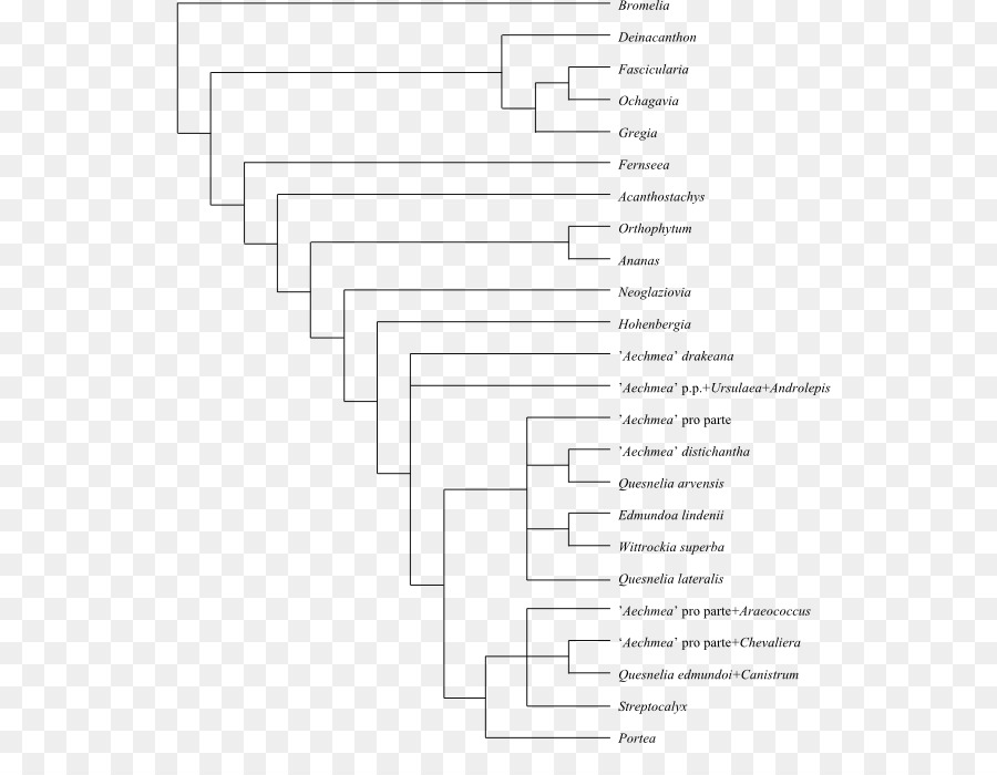 Cladogram，شجرة النشوء والتطور PNG