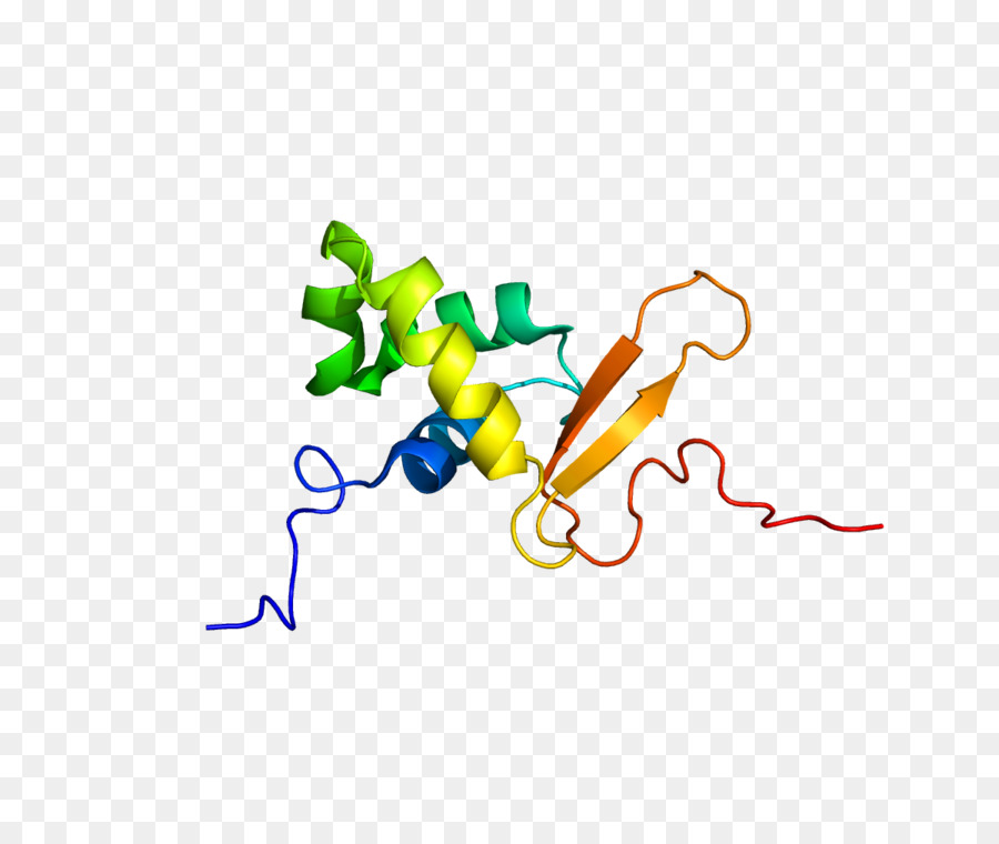 Foxo3，فوكس البروتينات PNG