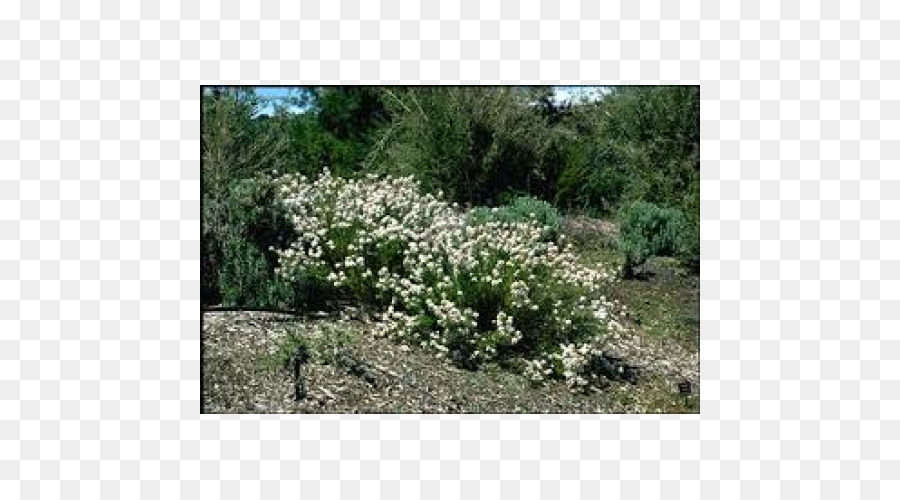 شجيرة，Olearia Ramulosa PNG