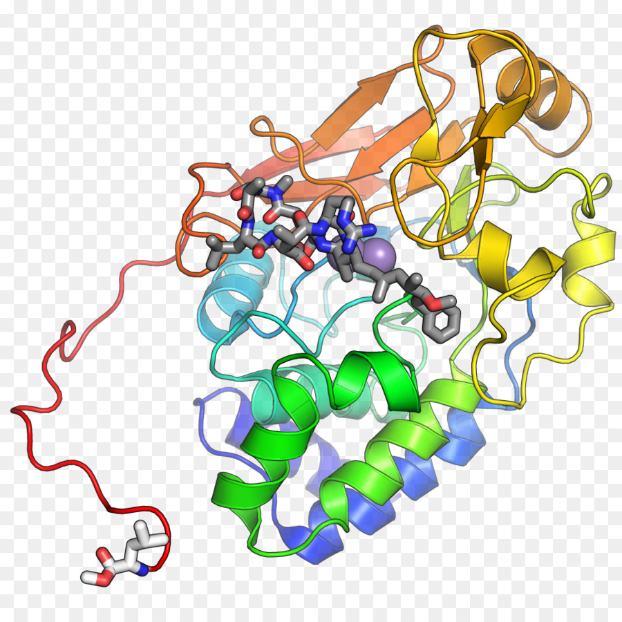 البروتين الفوسفاتيز 2，البروتين الفوسفاتيز PNG