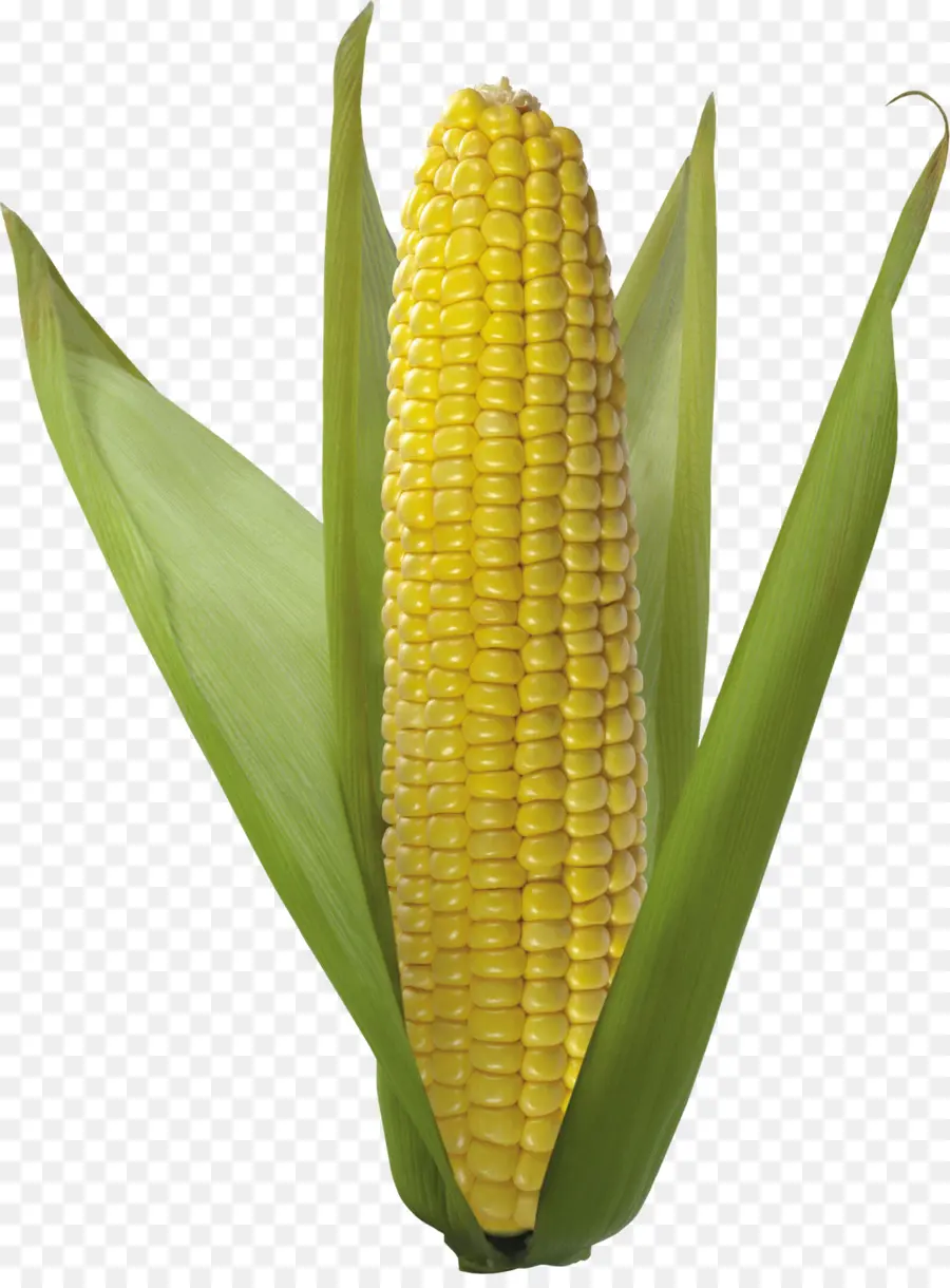 الذرة على ذكر الاوز，Flint Corn PNG