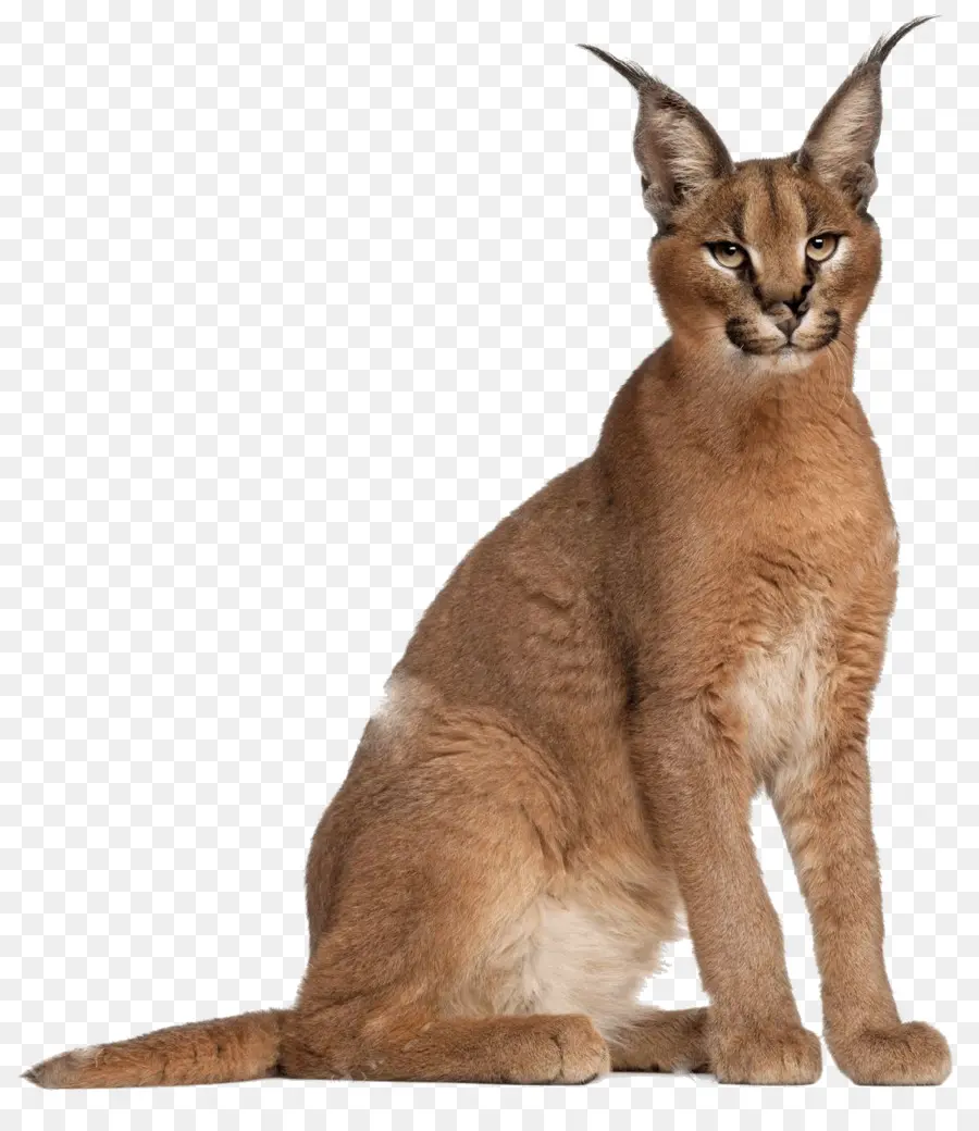 كاراكال，Wildcat PNG