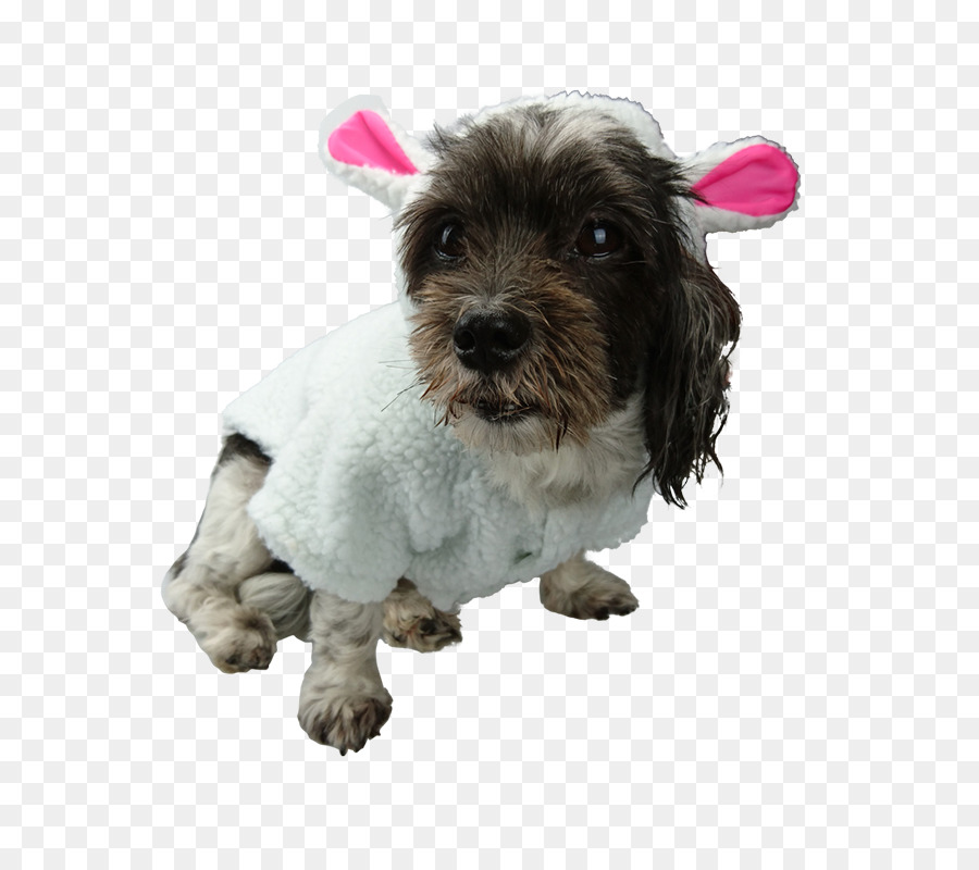 Schnoodle，جرو PNG