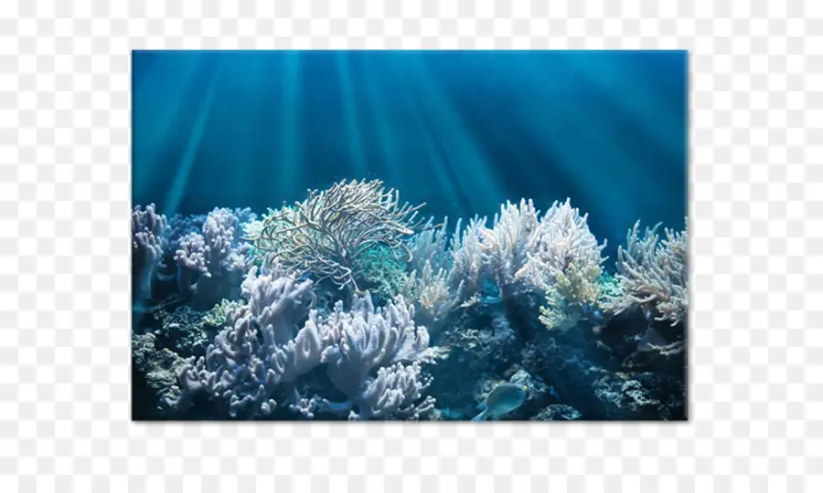 قنديل البحر，الشعاب المرجانية PNG