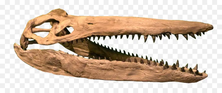Plesiosauria，أواخر العصر الطباشيري PNG
