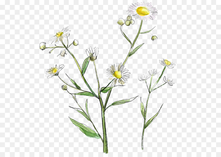 الزهرة البرية，أبيض PNG