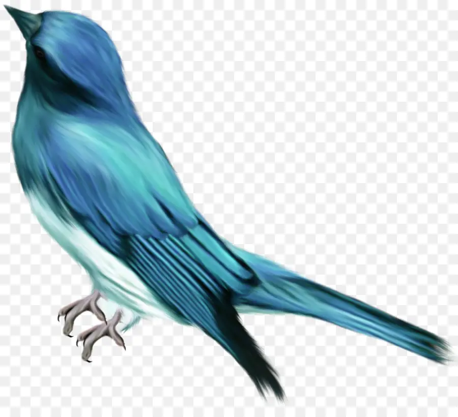 الطيور，الأزرق PNG