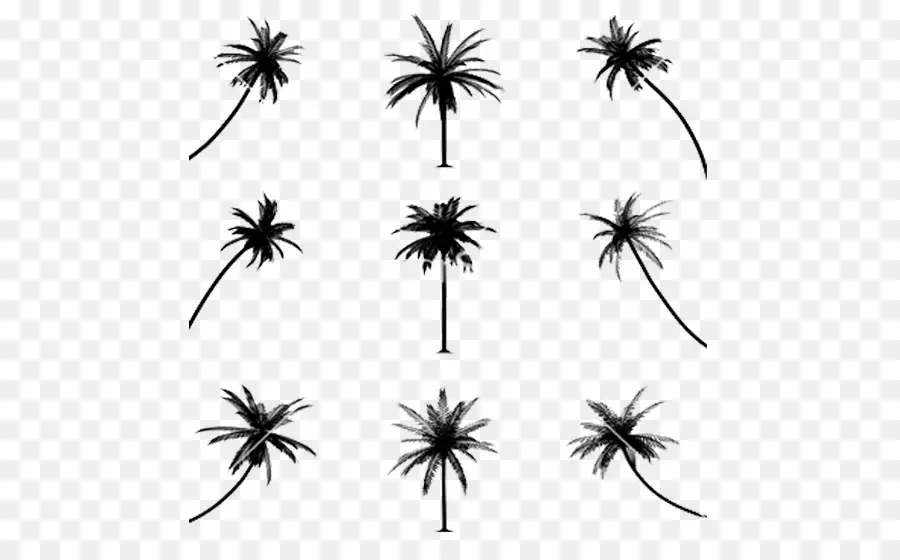 رسم，Arecaceae PNG