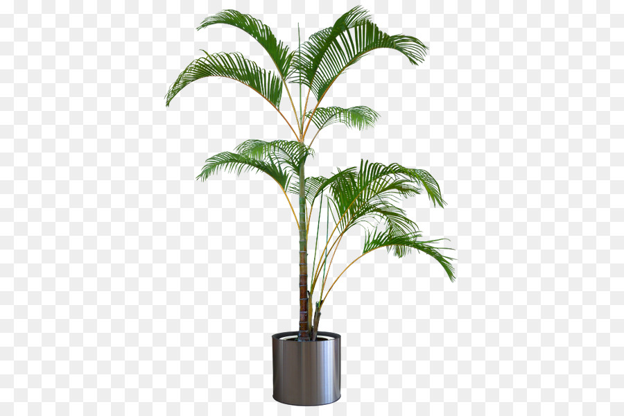 شجرة，زهور PNG