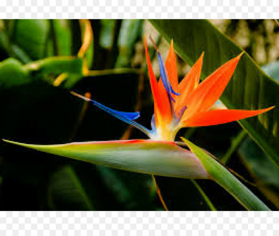 Strelitzia Reginae，زهرة PNG