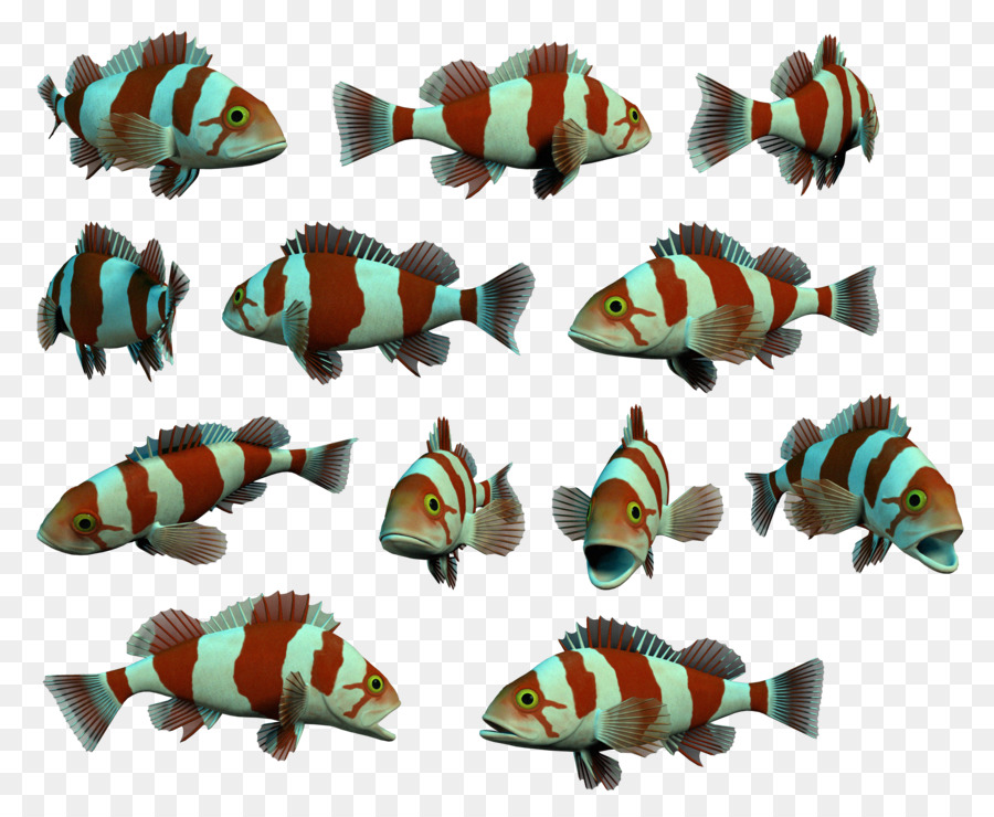 الأسماك，السمك المفلطح PNG
