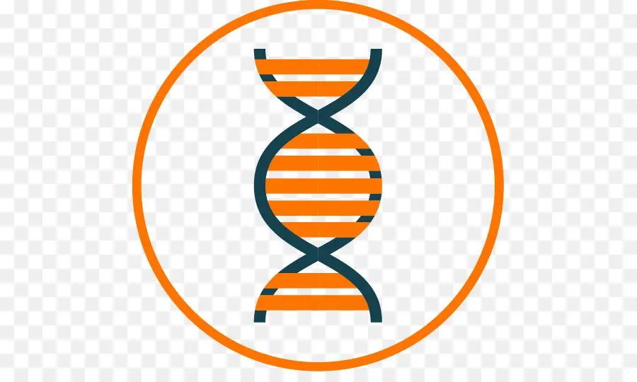 العلوم，الجينات PNG