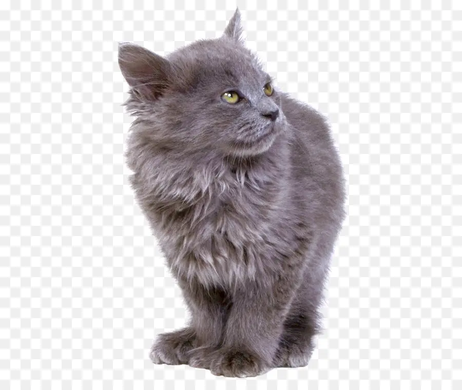 البريطانية Semilonghair，القط الفارسي PNG