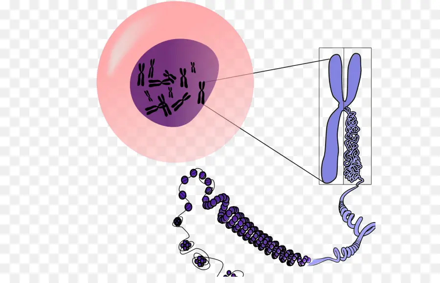 كروموسوم，الحمض النووي PNG