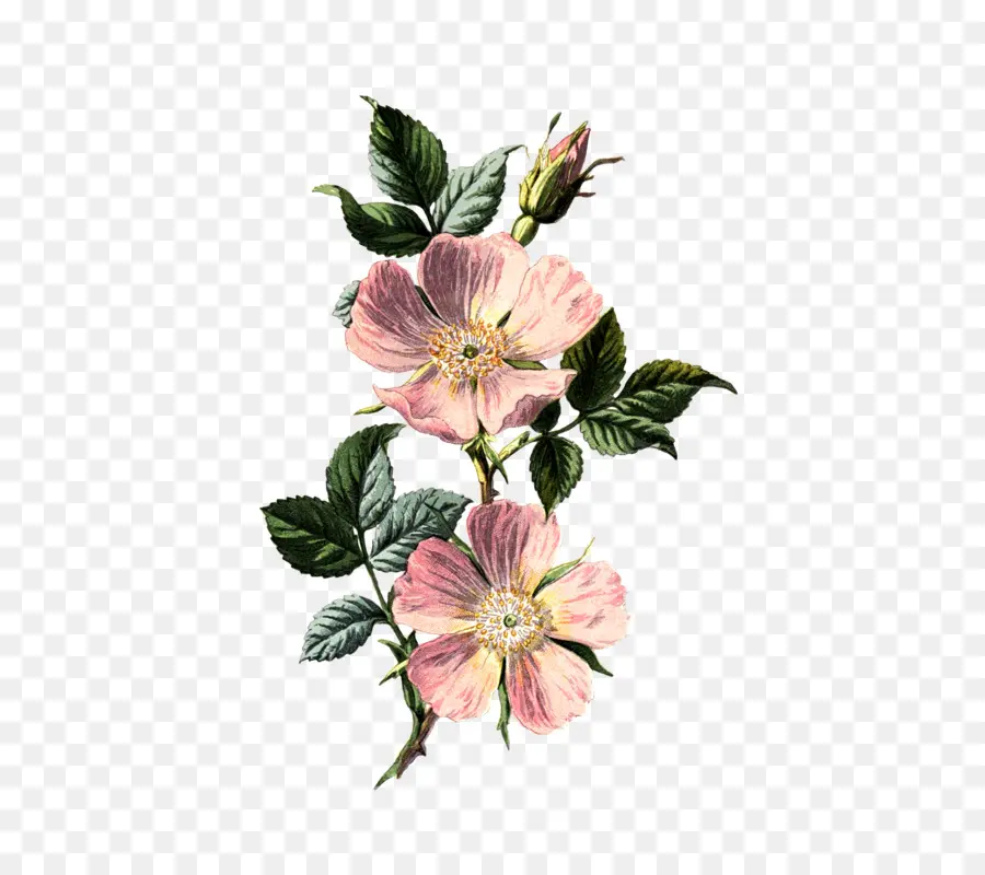 Dogrose，مألوفة الزهور البرية PNG