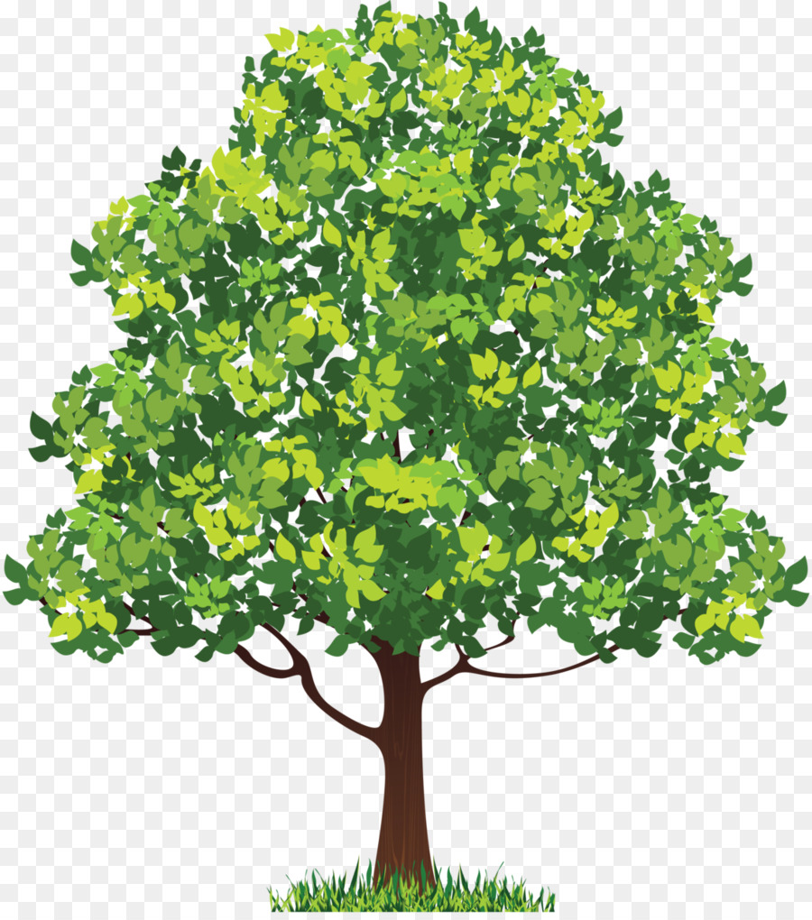 شجرة النيم شجرة الرسم صورة بابوا نيو غينيا